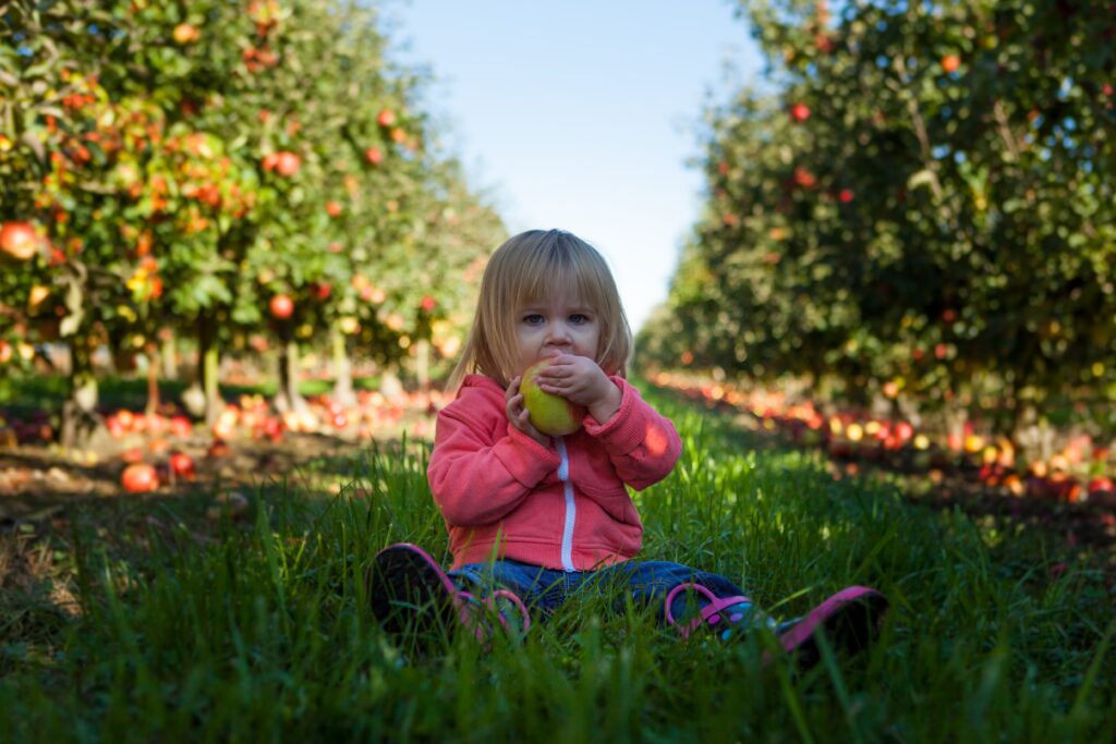 6 Ways to reduce fussy eating in toddlers. Toddler girl eating fruit in an orchard.