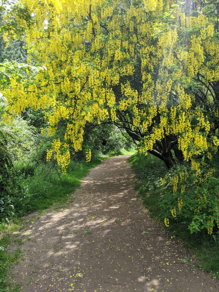 Scenic yellow flowering tree, whilst taking a break.