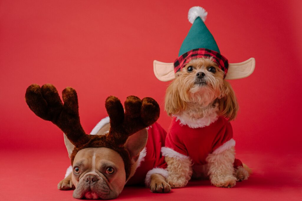 Dogs dressed up in Christmas outfits for my blogmas tag post 2021.