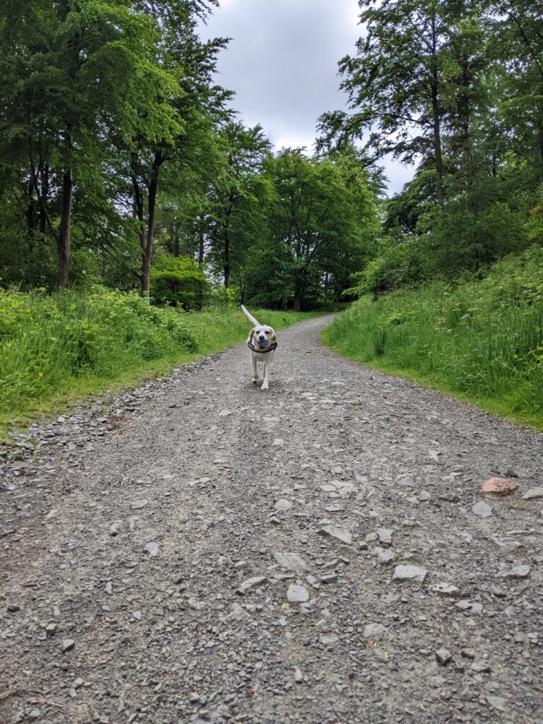 Lemon beagle running through woodland.