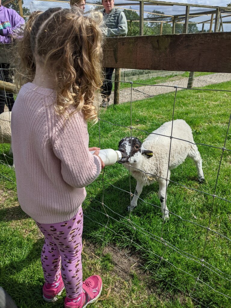 My eldest daughter feeding a baby lamb.