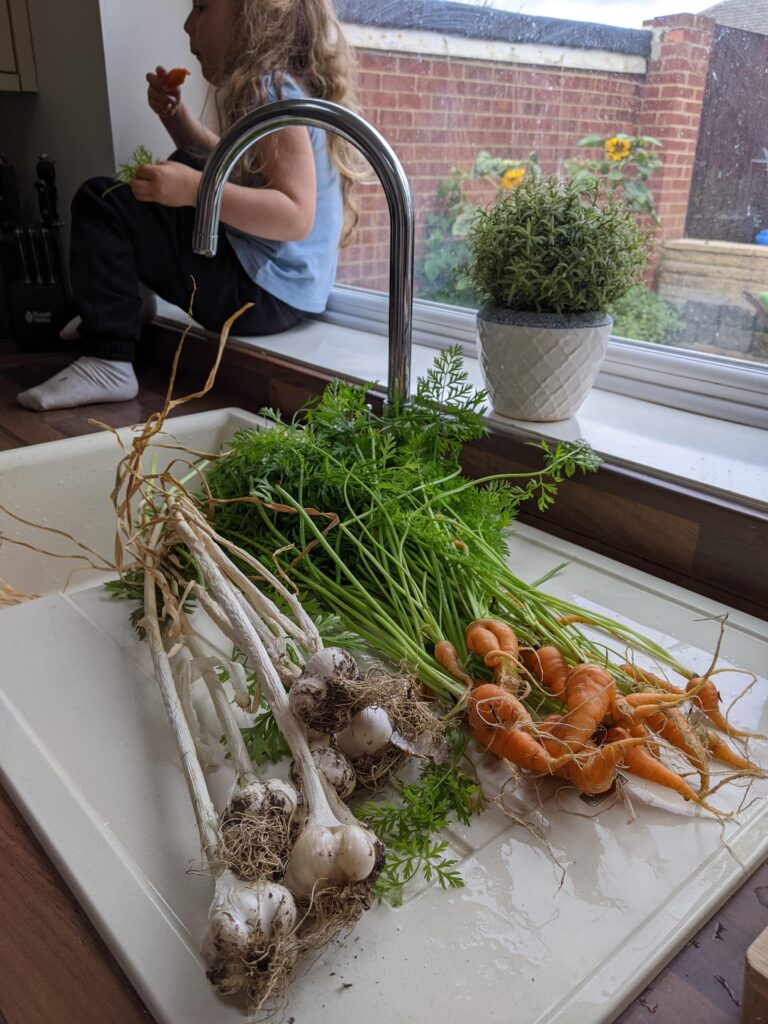 Garlic and carrots grown in our garden.