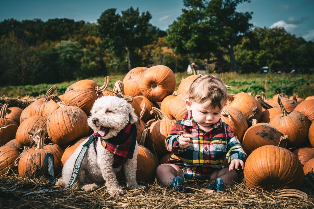 Little boy sat with his dog at a pumpkin patch.