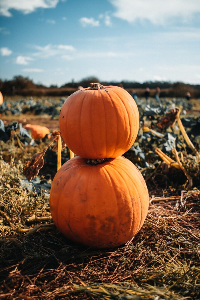 Pumpkin picking in Yorkshire. Image of two orange pumpkins stacked on top of each other.