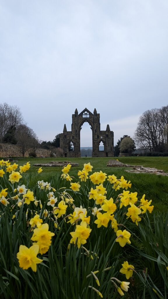 Daffodils at Guisborough Priory at spring time.