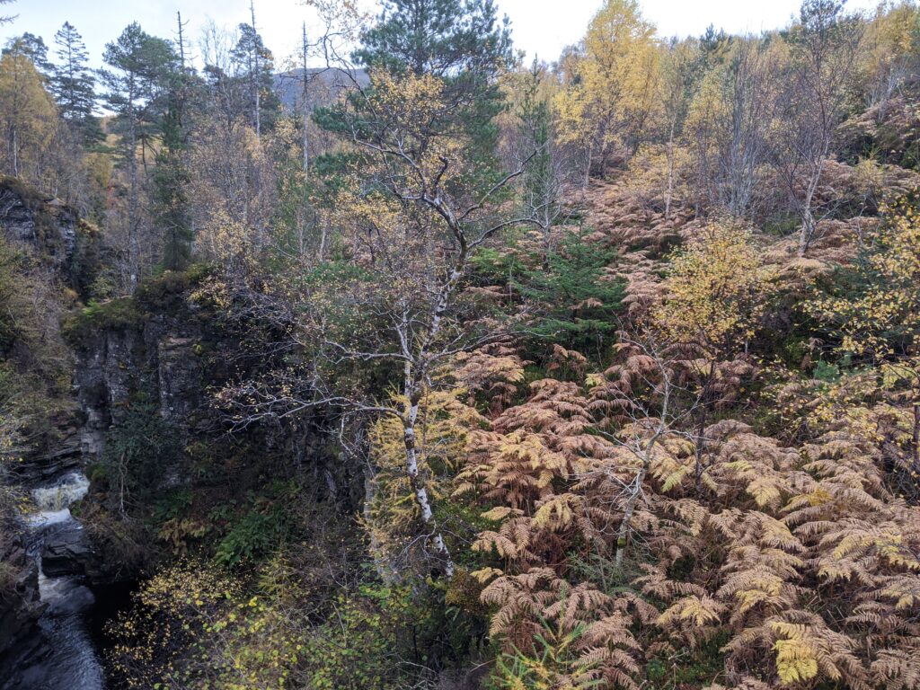 Rugged woodland scene in Scotland.