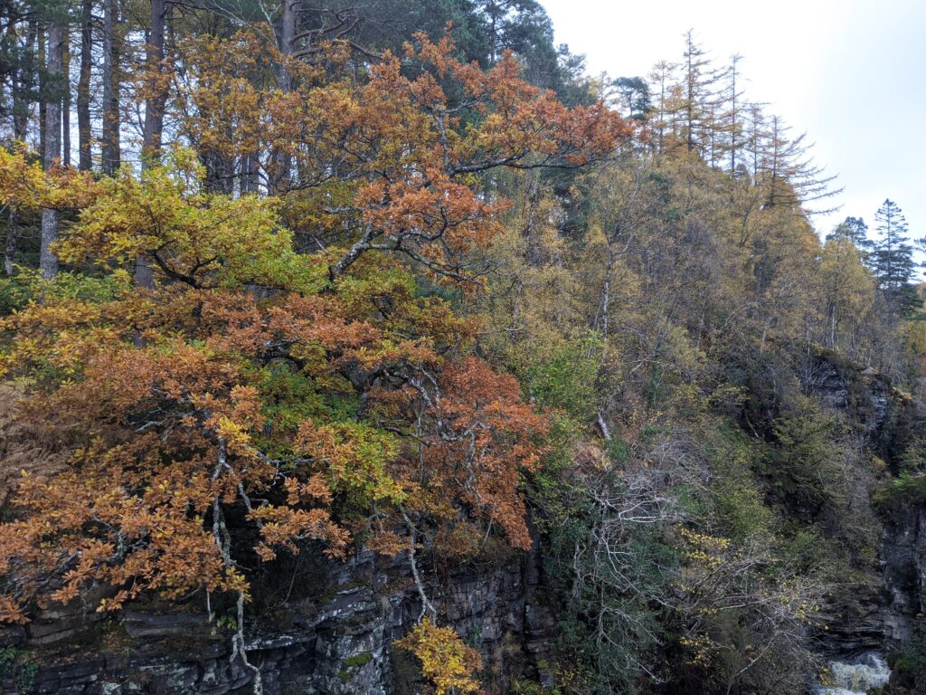 Woodland scene in Scotland