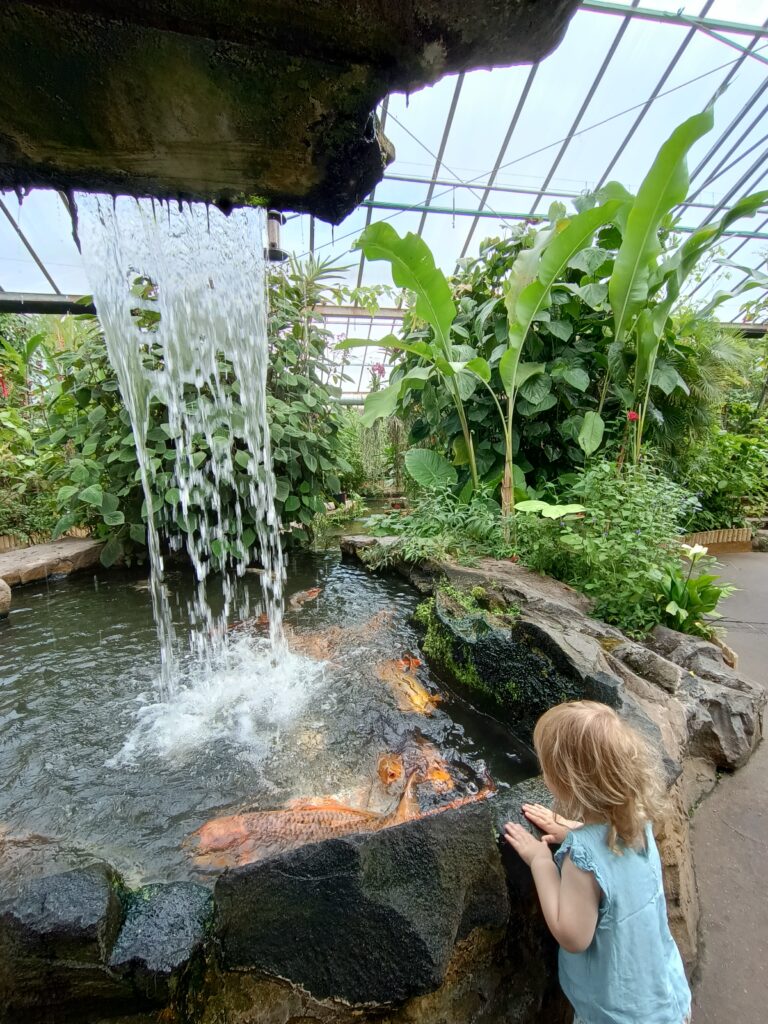 Koi carp pond display.