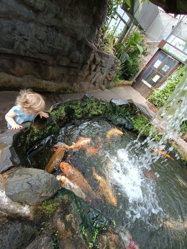 Koi carp at Stockton on Tees.