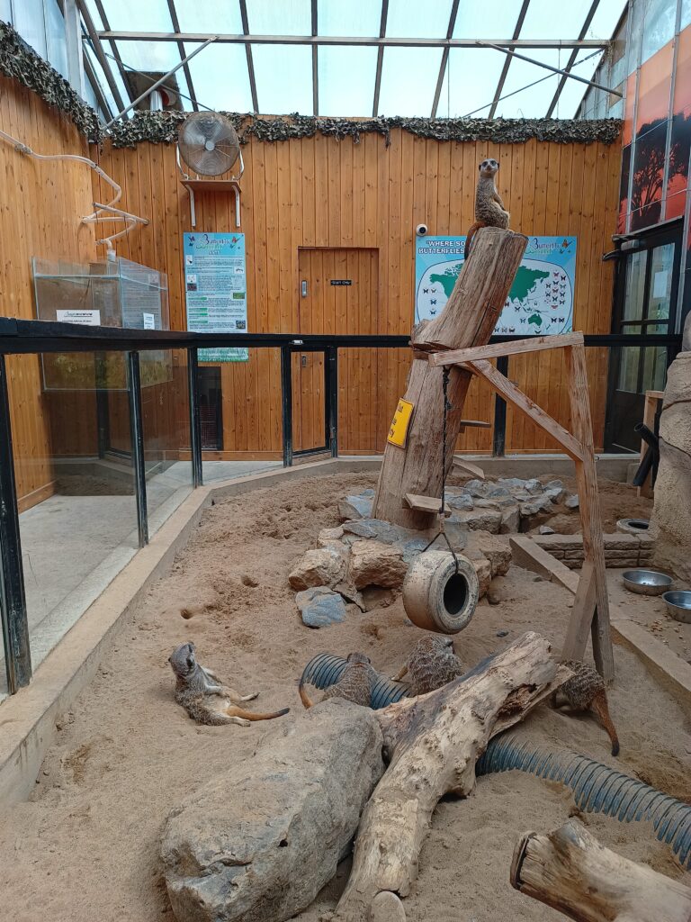 Meerkats at Butterly World, Stockton.