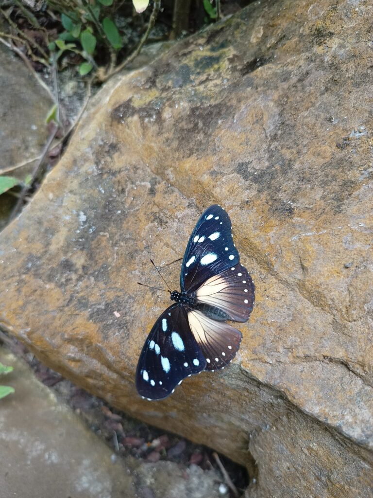 Butterfly.