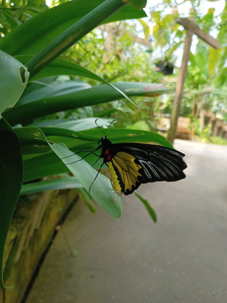 Beautiful black and yellow winged butterfly at butterfly world stockton on tees.