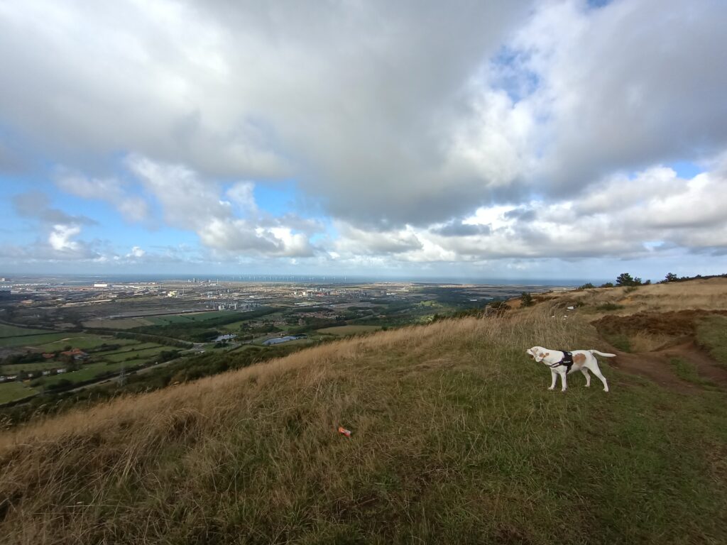 Lemon beagle at the top of Eston Nab, Middlesbrough.