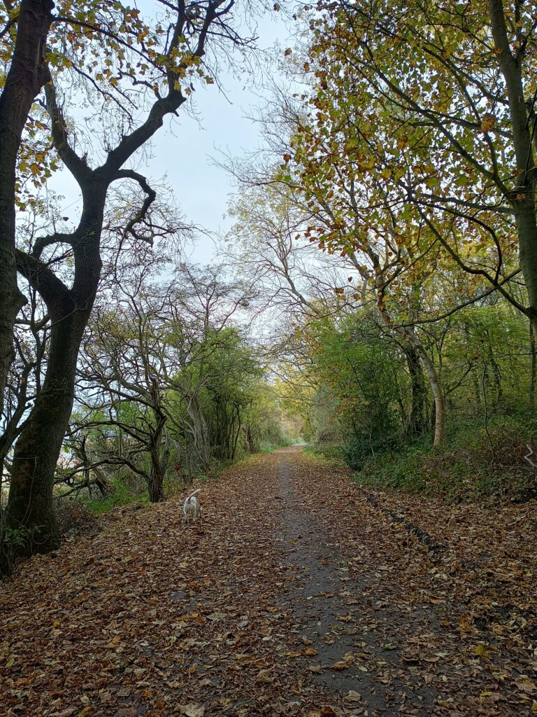 Autumn at Flatts Lane Woodland Country Park.