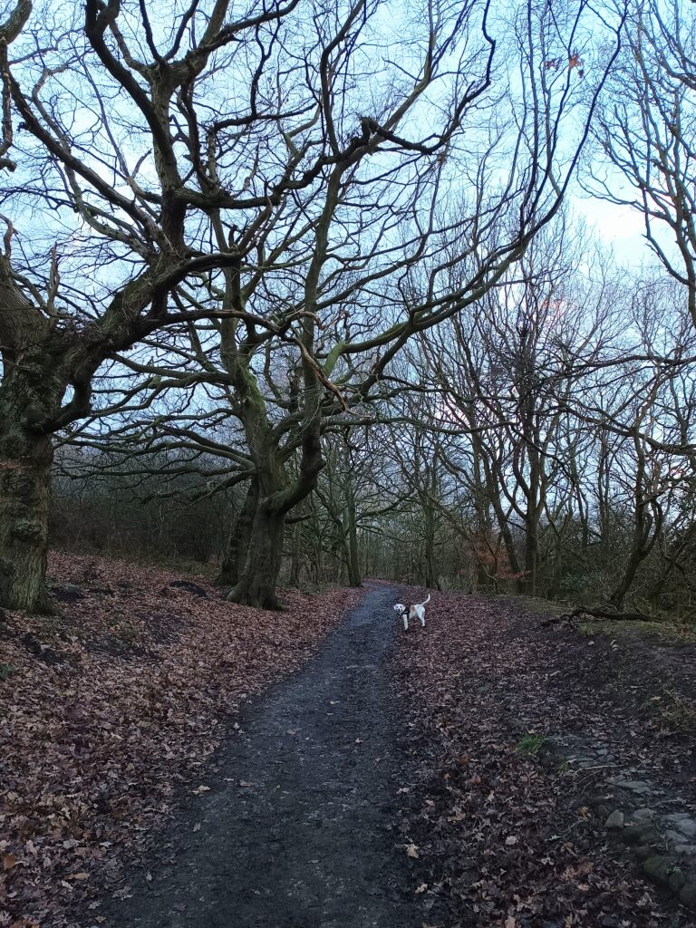 Winter at Flatts Lane Country Park.