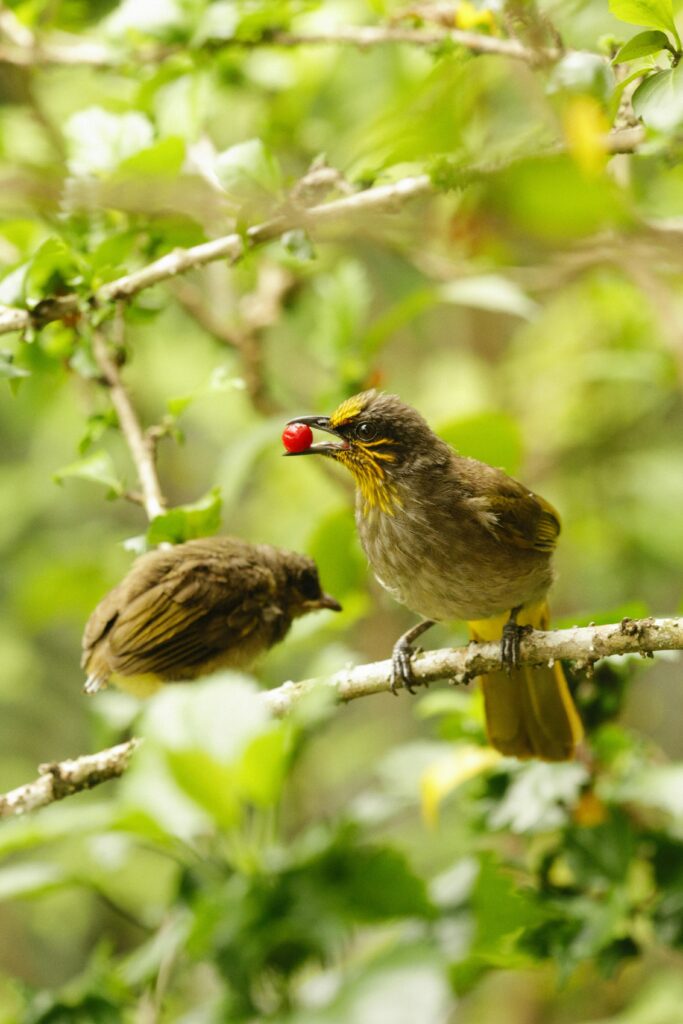 Birds eating berries in tree.