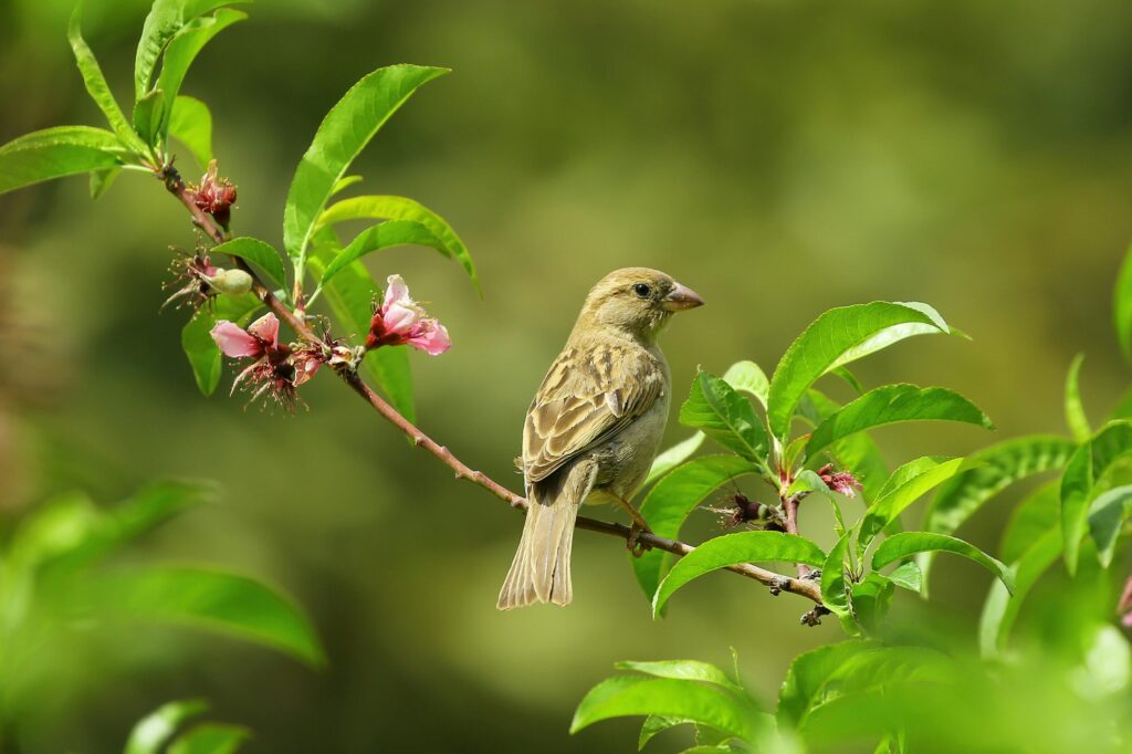Bird sitting in a branch on tree. This is to go with an article discussing ways you can attract birds to your garden.