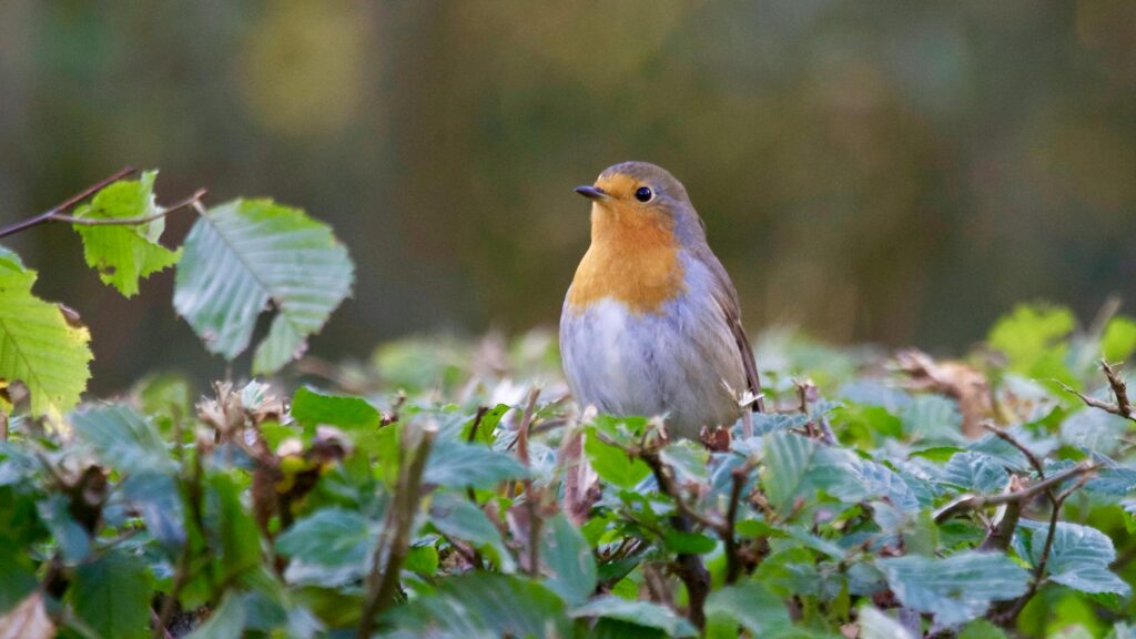 Robin popping up from hedge.