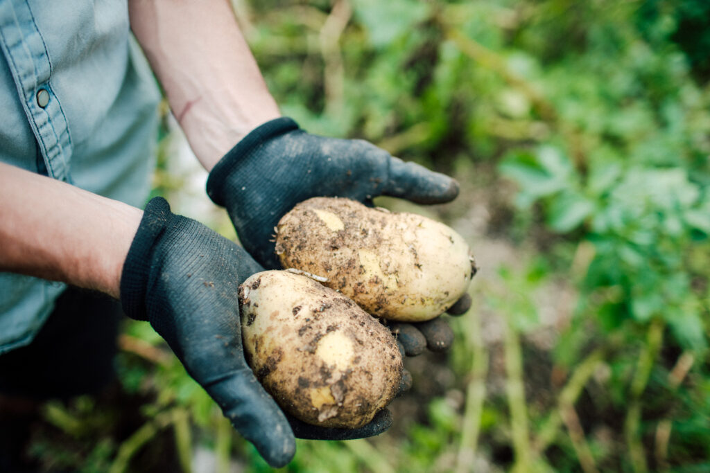 Gloved hand holding potatoes.