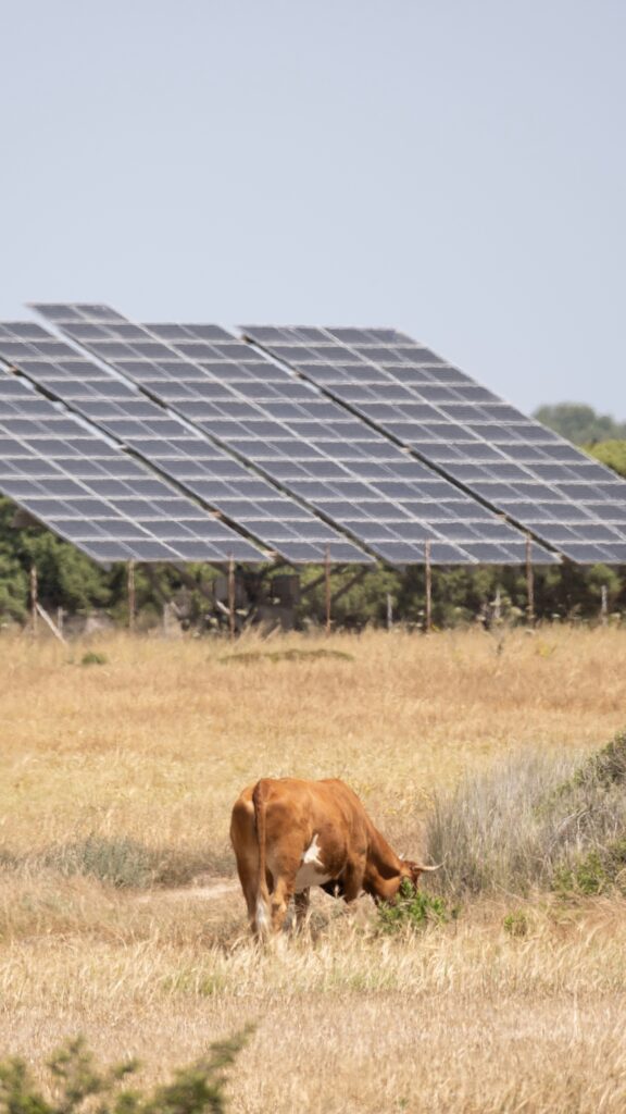 Image of cow and solar panels.