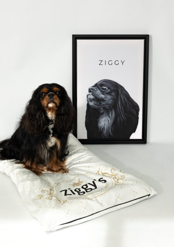 Personalised pet portraits of a king charles spaniel named Ziggy.