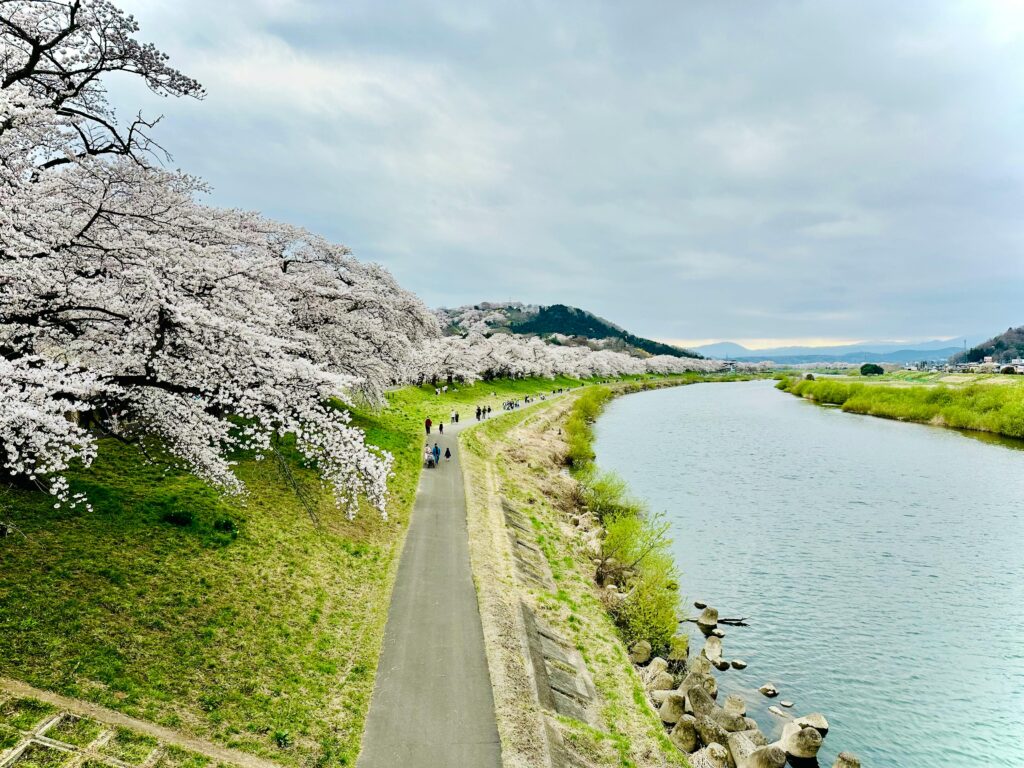 Cherry blossoms in Japan.