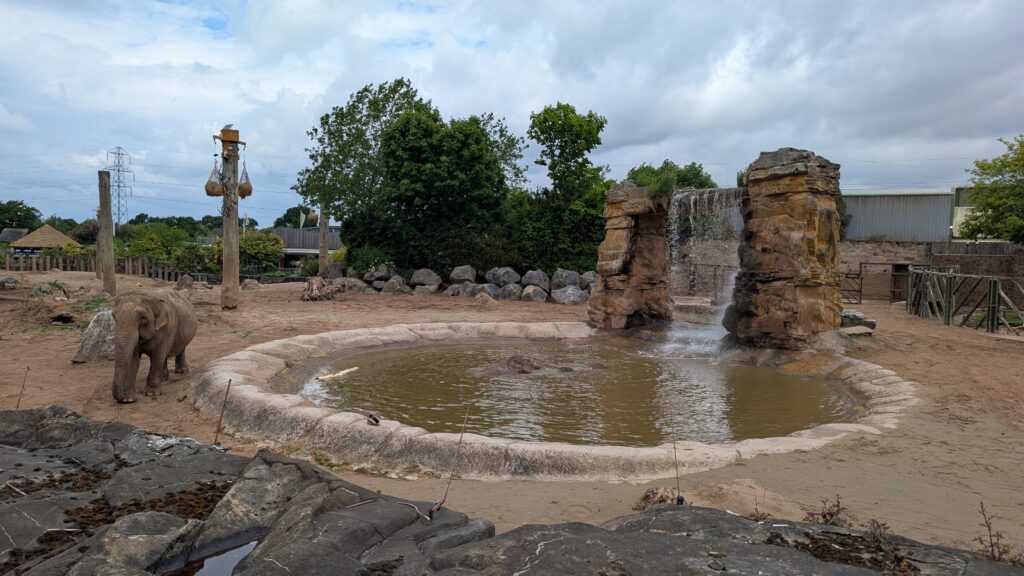 Elephants at Chester Zoo