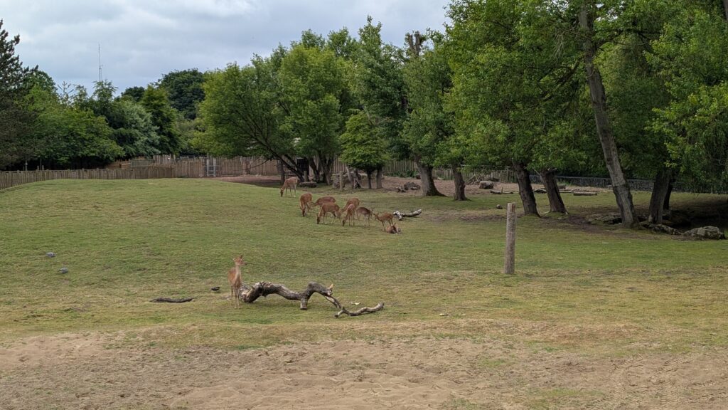 Deer at Chester Zoo