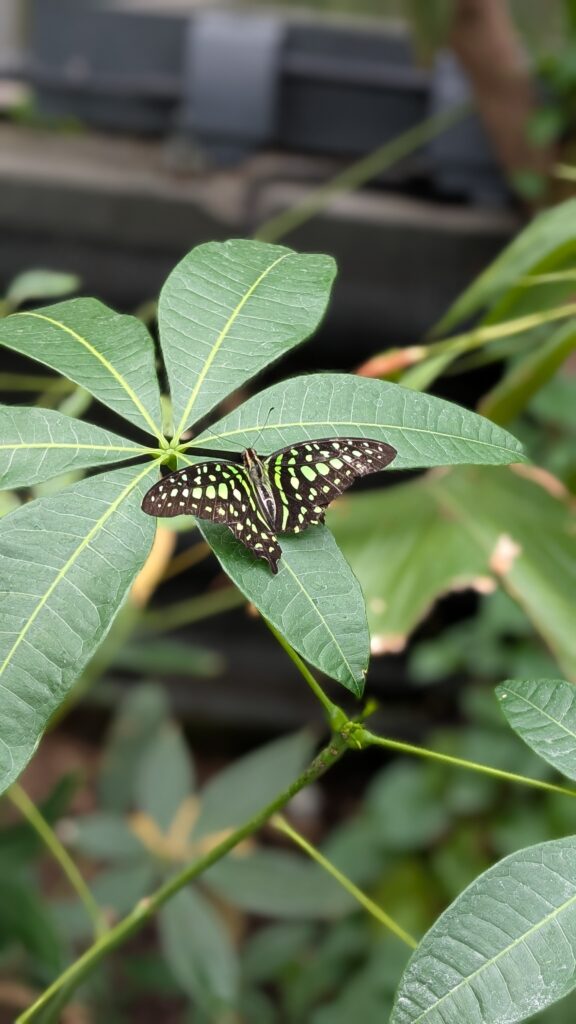 Butterfly at Chester Zoo