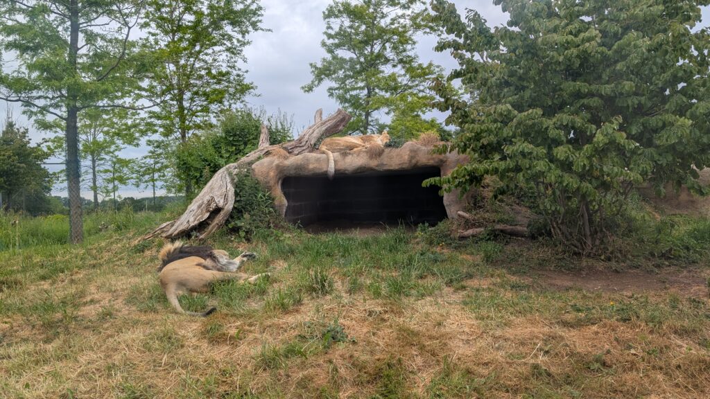 Lion and lioness at Chester Zoo.