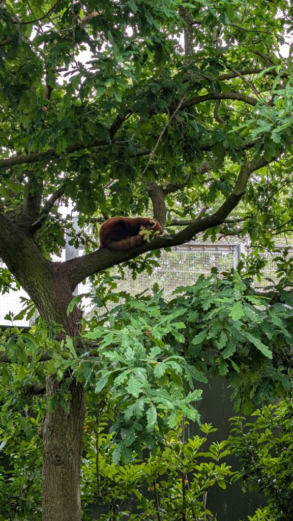 Red panda at Chester Zoo