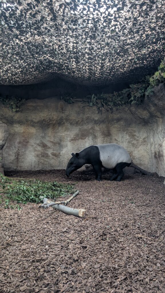 Giant tapir at Chester Zoo.