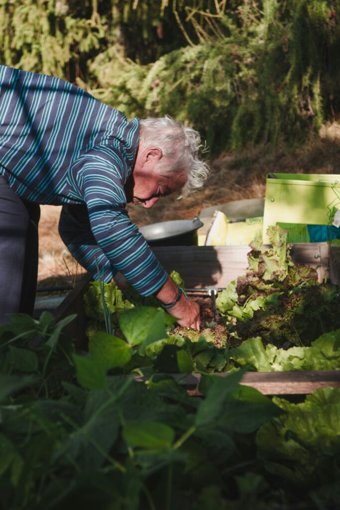Elderly man gardening. This is to go with an article discussing the best social activities for seniors.