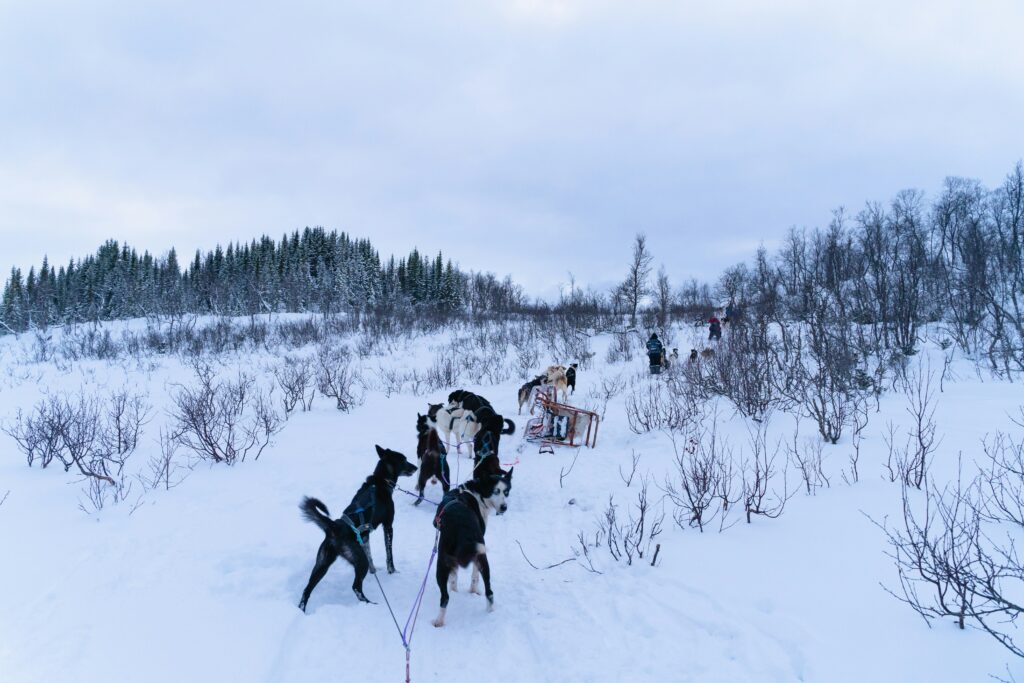 Dogsledding on a Norway tour.
