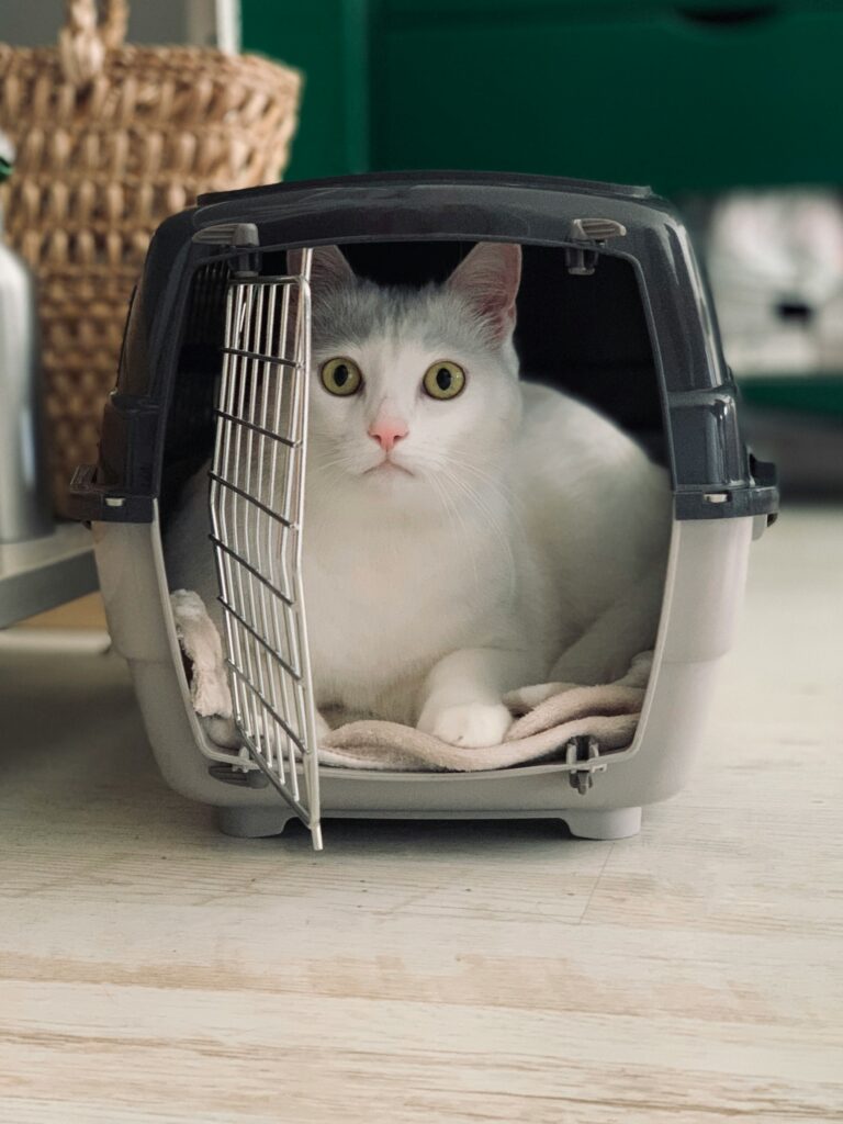 Pet travel. A cat sitting in a crate.