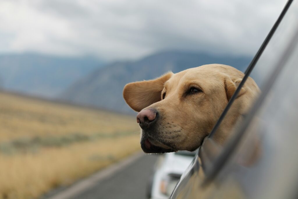 Dog with its head hanging out of a car window.