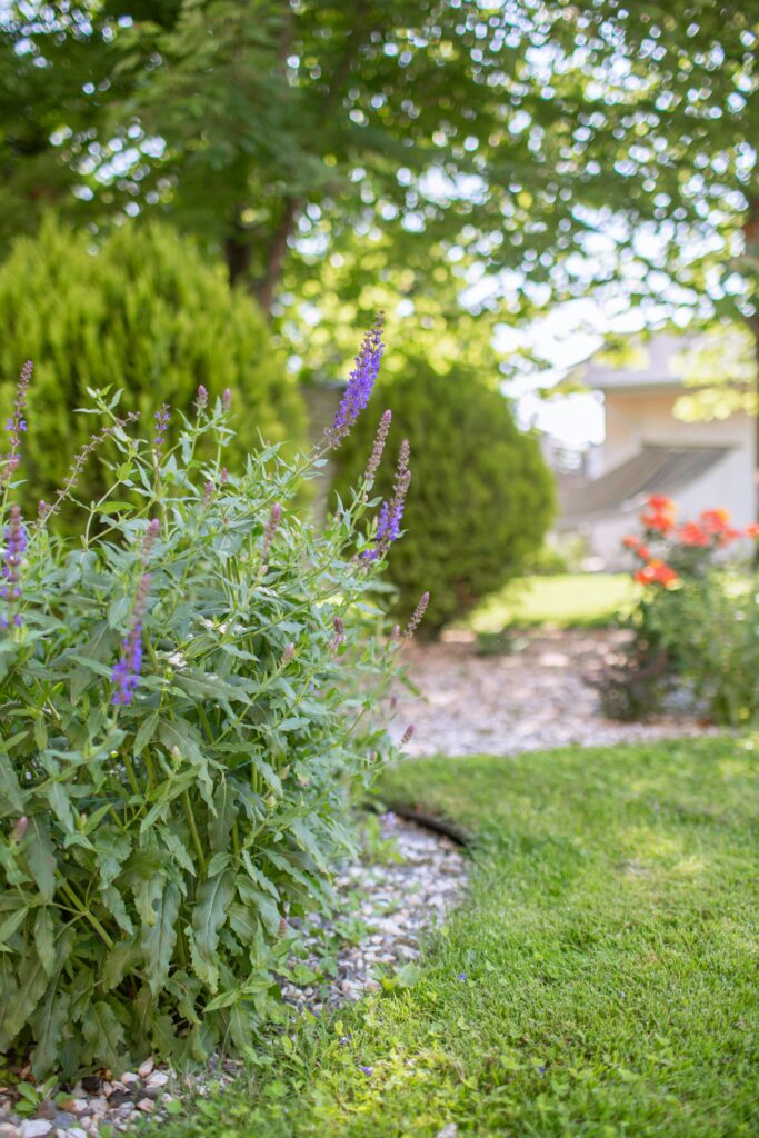 Lush green lawn thanks to fertiliser.