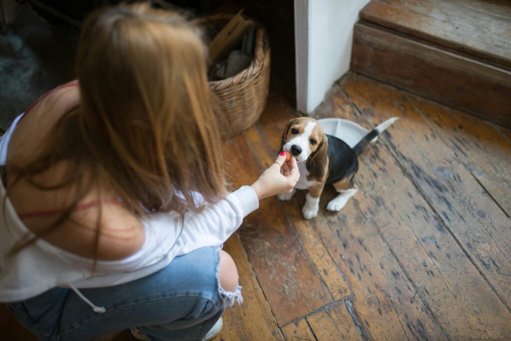 Beagle puppy getting fed a treat. This is to go with an article discussing you dog's daily wellness.