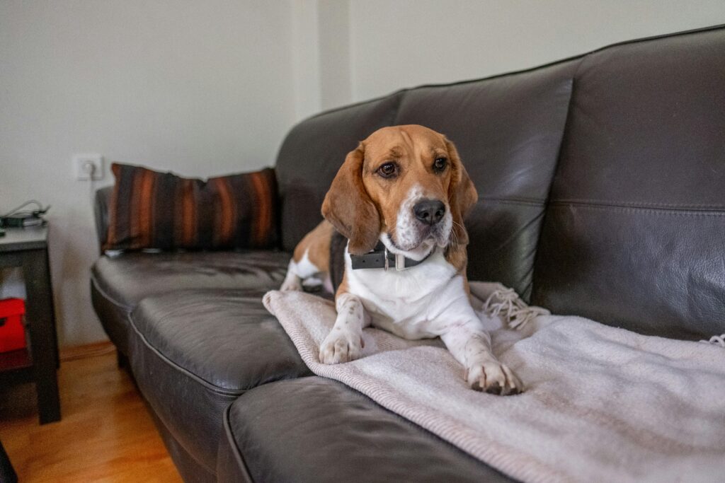 Dog-friendly holiday options.