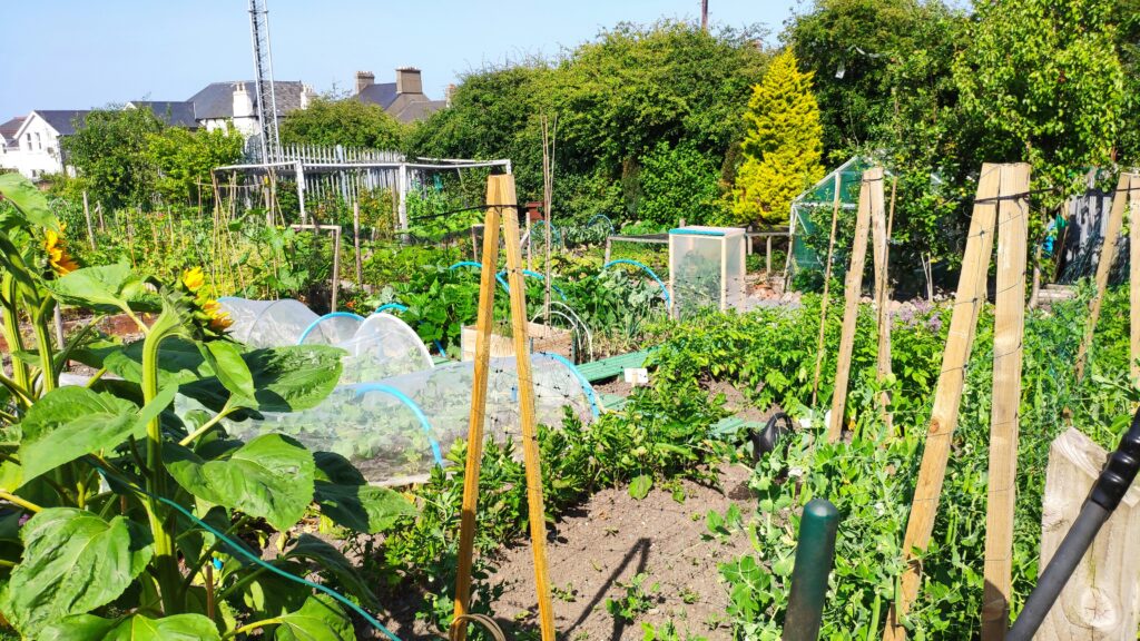 Allotment growing in 2026.