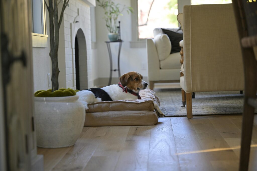 Beagle sat in its bed at home. This is to go with an article discussing how to keep your home calm and clean with pets.