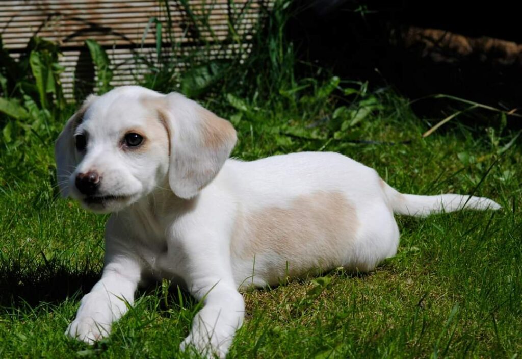 Lemon Beagle Willow.