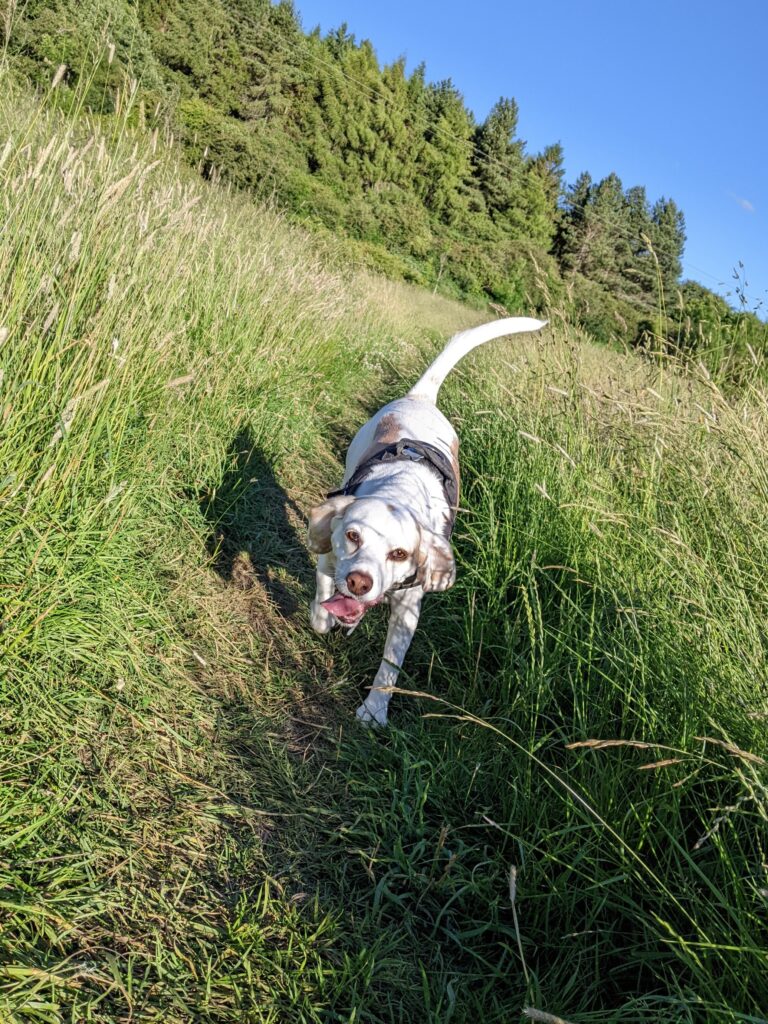Lemon beagle Willow. This is to go with an article about pet care.